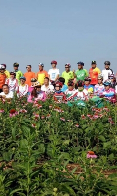 兴平八里村的松果菊开了！小伙伴们快来赏花